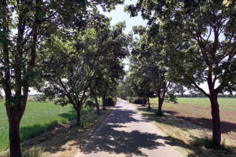 Ilustrační obrázek k projektu Obnova alejí a stromořadí v extravilánu