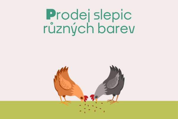 Prodej slepic